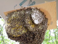 Bienen ohne Gehäuse im Freien, nur überdacht