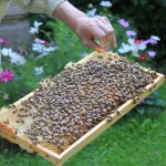 Rähmchen mit ansitzenden Bienen