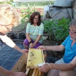 Carmen Dechant betrachtet ihr Bienenpatenvolk