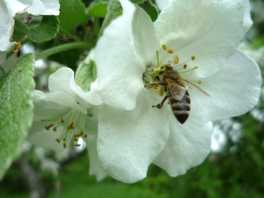 Honigbiene in einer Apfelblüte