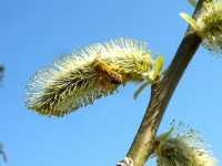Biene an Salweide(Salix caprea)