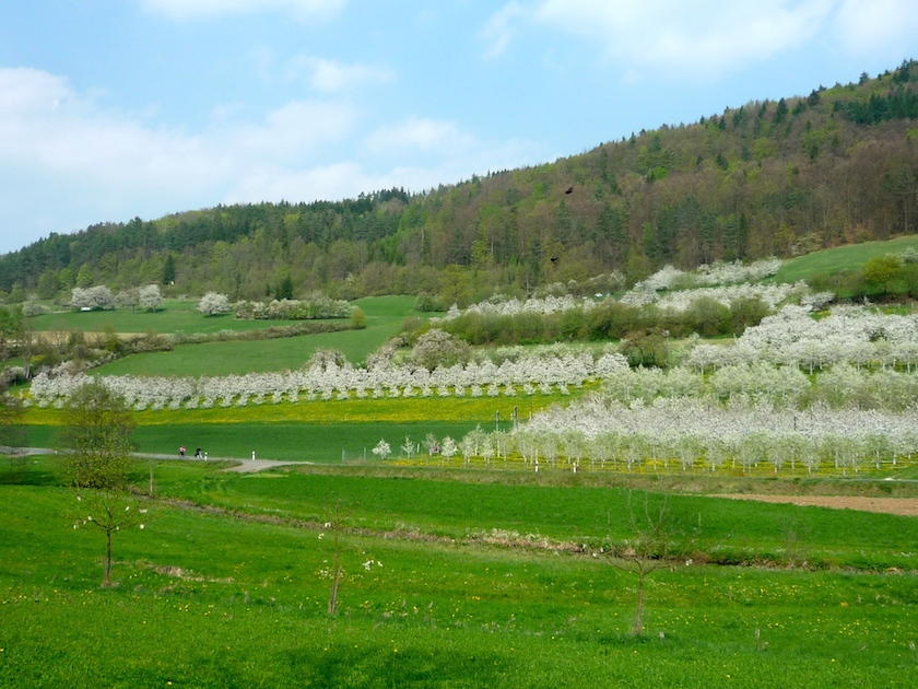 Blühende Obstplantagen bei Pretzfeld