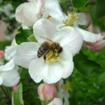Biene in Apfelbaumblüte
