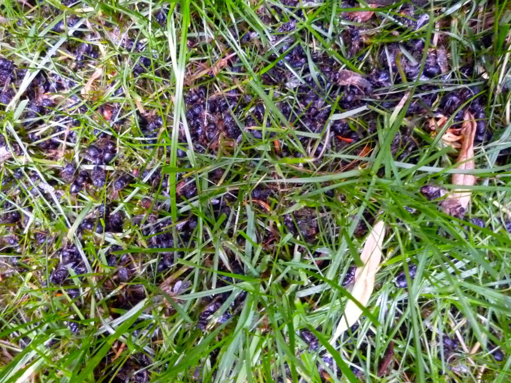Tote schwarze Bienen im Gras