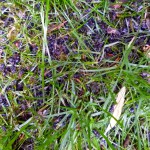 Tote schwarze Bienen im Gras