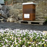 Bienenpatenbeute von Carmen Dechant in der Hofstadtgärtnerei, Bamberg