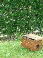 Bienenschwarm lässt sich in den Schwarmfangkasten locken