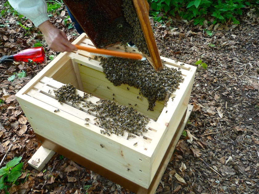 Restliche Bienen aus Schwarmfangkasten in Zarge einkehren