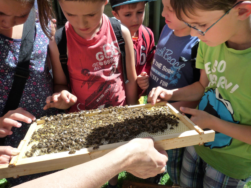 Kinder im direkten Streichelkontakt mit Bienen
