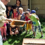 Kinder betrachten eine Bienenwabe am Lehrbienenstand der Villa Dessauer