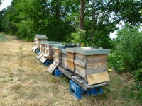 Bienenvölker am neuen IBZV-Lehrbienenstand Burgebrach
