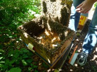 Blick in den Schwarmfangkasten auf ansitzende Bienen