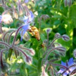 Biene an Borretsch