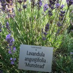 Lavendel mit Beschriftung im Aromagarten