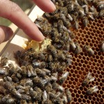 Honignaschen, Finger zwischen Bienen / Foto © Elke Puchtler
