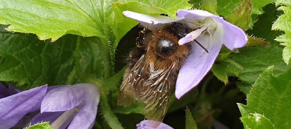 bienen-leben-in-bamberg.de