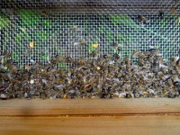 Tote Bienen im Absperrgitter nach Räuberei