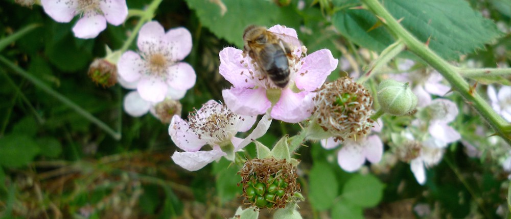 Biene an Brombeerblüte
