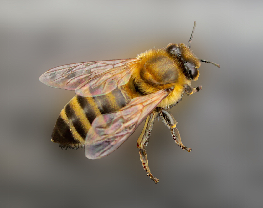 Westliche Honigbiene – apis mellifera