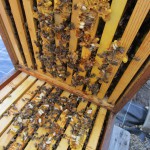 Bau- und brüteifriges Bienenvolk