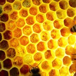 Eingelagerter Pollen in einer Wabe