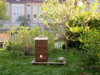 Bienenpatenvolk von Ruth Vollmar