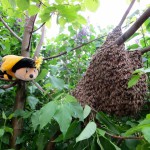 Maskottchen SaBiene verfolgt interessiert das Geschehen rund um den Bienenschwarm