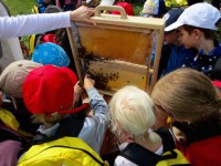 Schulkinder betrachten ein Bienenschaufenster