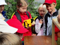Schulkinder betrachten ein Bienenschaufenster