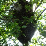 Bienenschwarm im Weißdorn