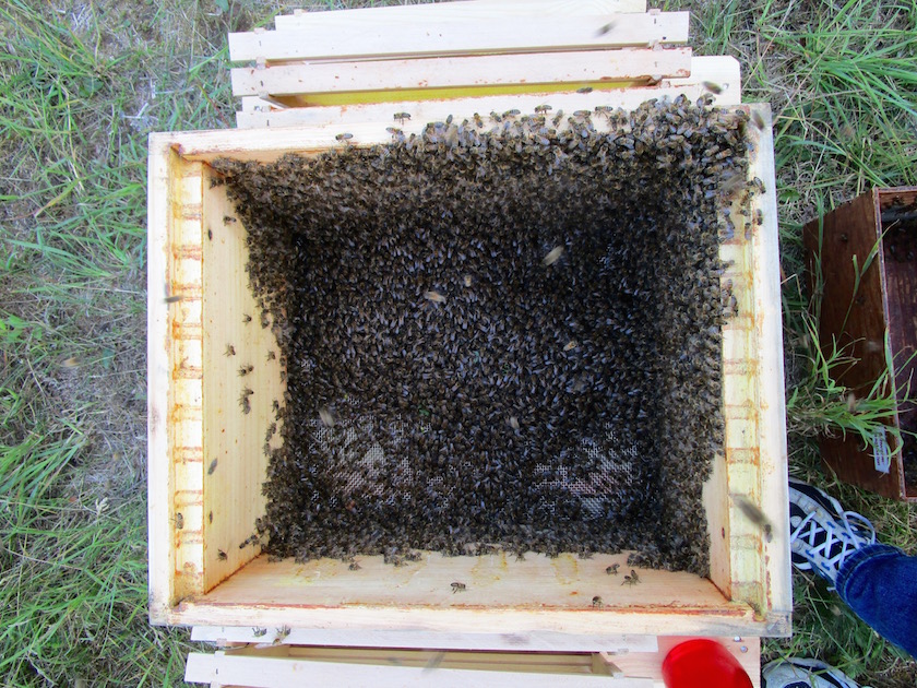 frisch eingeschütteter Bienenschwarm