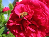 Biene in Englischer Rose