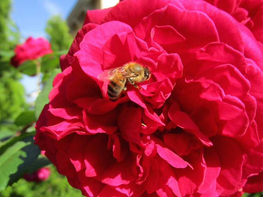 Biene in Englischer Rose