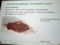 4231-Folie-Kirschessigfliege-Drosophila-suzukii