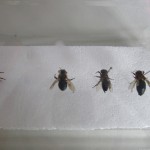 Präparate kranker Bienen
