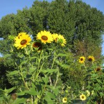 Sonnenblumen im Interkulturellen Garten Bamberg
