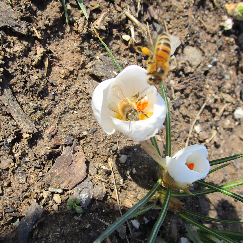 Honigbienen in weißen Krokussen