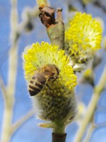 Honigbiene an Salweide (Salix caprea) im Hainpark Bamberg, Hollergraben