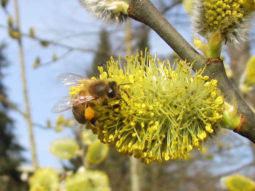 Biene an Salweide (Salix caprea) im Hainpark Bamberg, Hollergraben