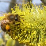 Biene an Salweide (Salix caprea), Honigbiene mit Pollenhöschen