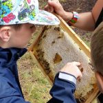 Honig schlecken am Lehrbienenstand im Erba-Park Bamberg