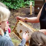 Honig schlecken am Lehrbienenstand im Erba-Park Bamberg