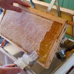 Honigwaben des Standortes Buger Wiesen werden entdeckelt