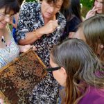 Schulbienenunterricht Heidelsteigschule 7. Klasse in der Bienen-InfoWabe