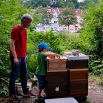 Junger Honigerntehelfer zieht Honigwabe