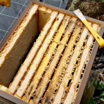 Offener Bienenstock mit Honigwaben