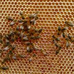 Bienen beim Honigverarbeiten