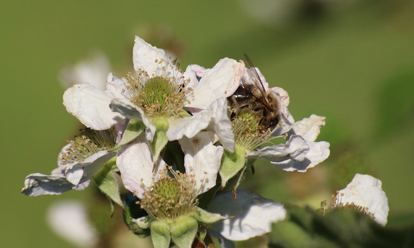 Biene an Obstblüte © Honig-und-Bienen.de