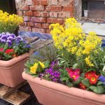 Blumenkästen-Hofstadtgärtnerei für Saisonstart Bienen-InfoWabe