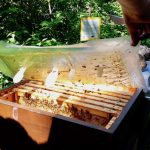Geöffneter Bienenstock am Lehrbienenstand